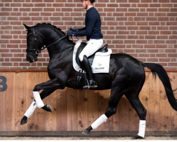 dressage horse Promess (KWPN (Royal Dutch Sporthorse), 2020, from Livius)