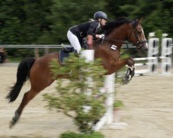 Springpferd Acatoni (Deutsches Sportpferd, 2017, von Acordelli)
