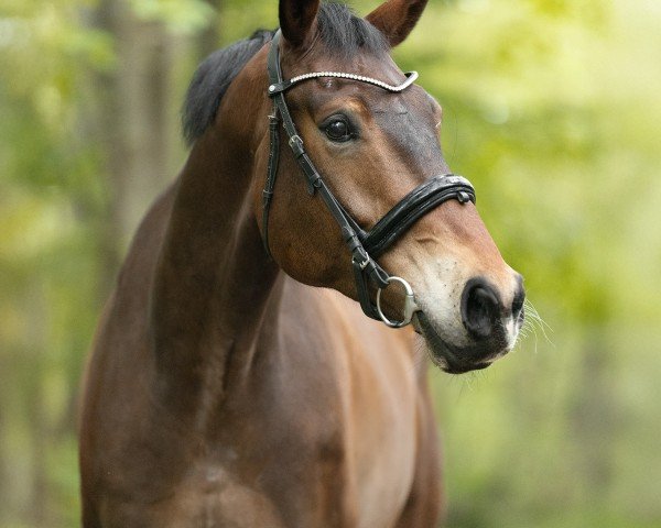 Dressurpferd Noblesse Oblige (KWPN (Niederländisches Warmblut), 2018, von Indian Rock)