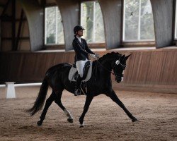 dressage horse Dornröschen 212 (Hanoverian, 2013, from Don Index)