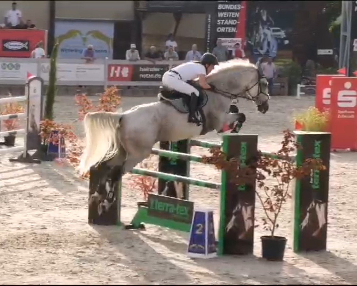 jumper Wicked Echo (Irish Sport Horse, 2011, from Fortunus)