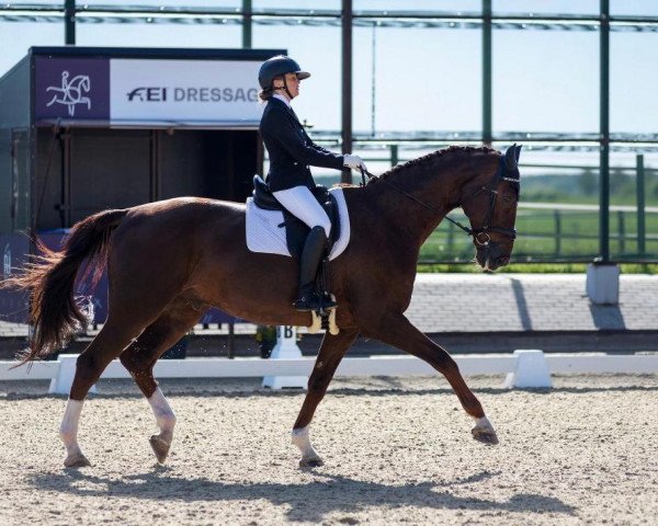 Dressurpferd Ledon Attrup (Dänisches Warmblut, 2007, von Don Schufro)