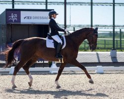 dressage horse Ledon Attrup (Danish Warmblood, 2007, from Don Schufro)