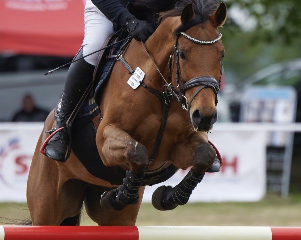 Pferd Little Cimba (Holsteiner, 2017, von Orlando van de Heffinck)