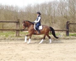 broodmare Giglberg's Bluebell (German Riding Pony, 2002, from Giglberg Spotlight)