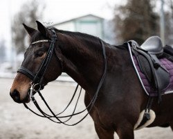 dressage horse Ingo (Trakehner, 2011, from Ovaro)