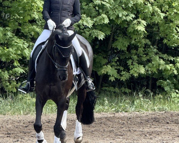 broodmare Donna Davina 5 (Hanoverian, 2016, from Don Nobless)
