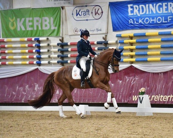 dressage horse Basic Firestone H.s. (German Sport Horse, 2014, from Belissimo NRW)