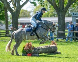 dressage horse Crown Nobel (Tinker / Irish Cob / Gypsy Vanner, 2016)