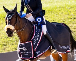 broodmare Dopamine de Vains (Selle Français, 2013, from Arko III)