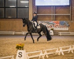 dressage horse Definitely (Westphalian, 2012, from De Kooning)