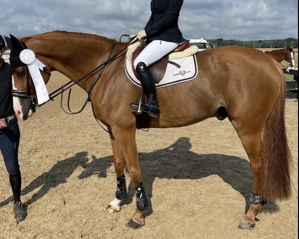 jumper Gambo Hr (KWPN (Royal Dutch Sporthorse), 2011, from Arezzo VDL)