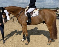 Springpferd Gambo Hr (KWPN (Niederländisches Warmblut), 2011, von Arezzo VDL)