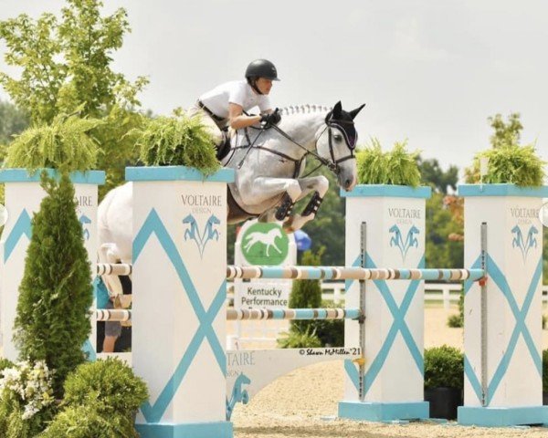 jumper Doutzen (KWPN (Royal Dutch Sporthorse), 2008, from Zirocco Blue)