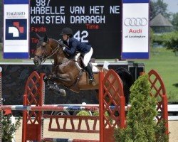 Springpferd Habelle van het Netehof (Belgisches Warmblut, 2007, von Darco)