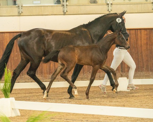 jumper Firali (German Sport Horse, 2024, from For Dior)