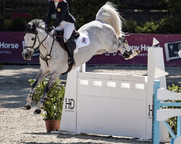 jumper One Saharah (anglo european sporthorse, 2015, from Daniel)