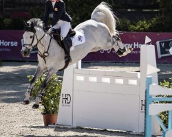 jumper One Saharah (anglo european sporthorse, 2015, from Daniel)