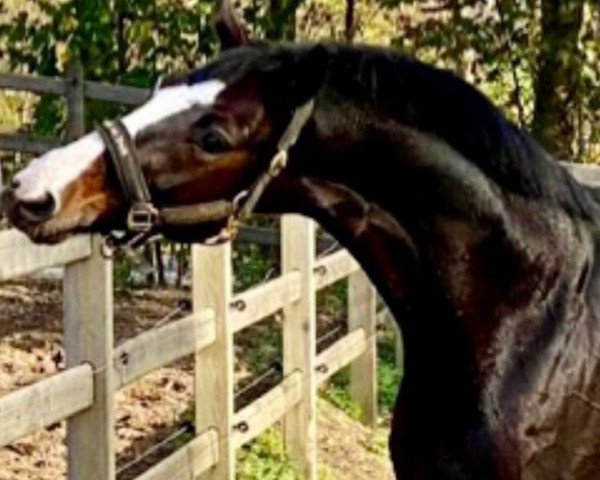 dressage horse Scampolo 53 (Hanoverian, 2006, from Sir Donnerhall I)