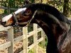 dressage horse Scampolo 53 (Hanoverian, 2006, from Sir Donnerhall I)