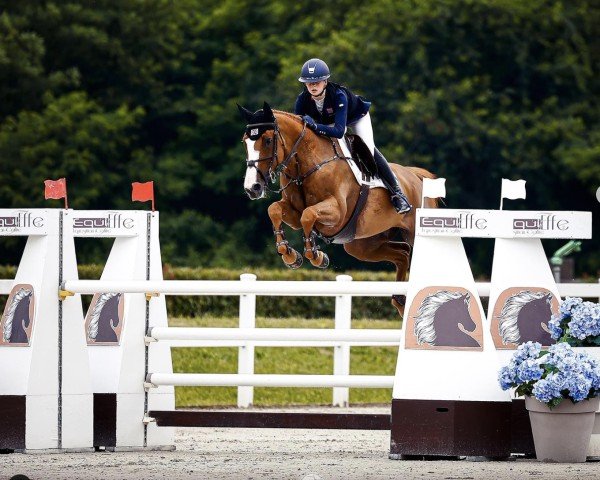 jumper Kunis (anglo european sporthorse, 2013, from Luidam)