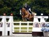jumper Kunis (anglo european sporthorse, 2013, from Luidam)