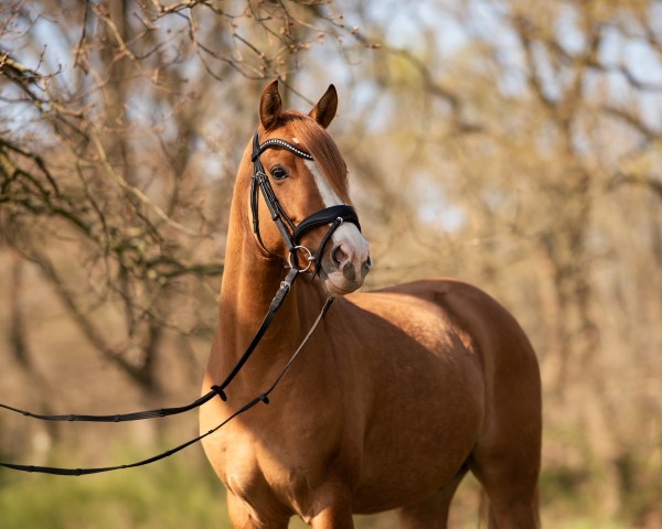 Dressurpferd Collin Cooper (Deutsches Reitpony, 2020, von Cooper County WE)