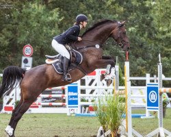 jumper Camelia 4 (Czech Warmblood, 2012, from Commodor)