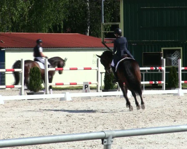 Reitturnier Eichendorf/Ndb. 2025