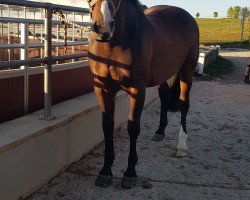 broodmare Earnestine (German Sport Horse, 2005, from Quinn Step)