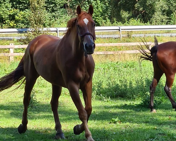 Dressurpferd Fürst Renaldo (Westfale, 2008, von Fürst Piccolo)