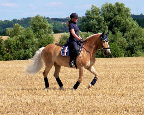 horse Nepomuk (Haflinger, 2006, from Nebos I (3,125% ox))