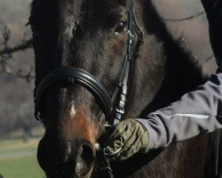 dressage horse Diva Royal Deluxe (Deutsches Reitpony, 2014, from Rasso Royal)