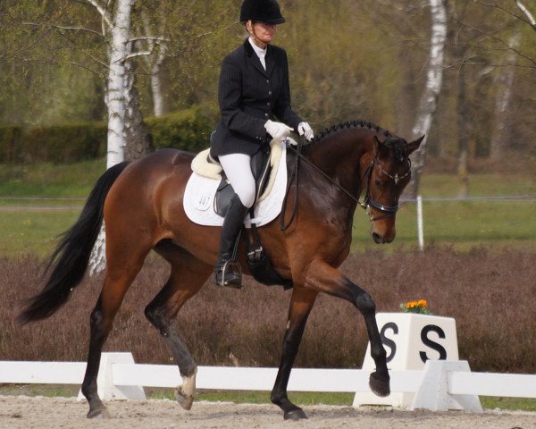 dressage horse Fallegra (Hanoverian, 2017, from Fürst Belissaro)