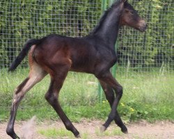 dressage horse Edoma's Freya (Russian Trakehner, 2021, from Freiherr von Stein)