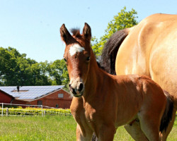 dressage horse Next Level (German Riding Pony, 2021, from FS Next Diamond)