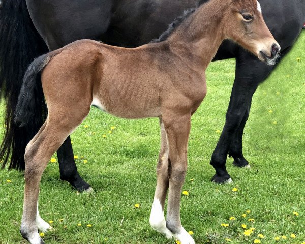 Dressurpferd Beluga (Österreichisches Warmblut, 2021, von Bon Vivaldi NRW)