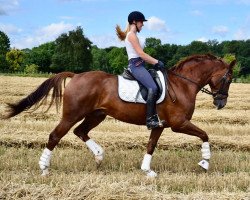 dressage horse Fidibus K (Westphalian, 2011, from Fürst Piccolo)