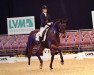 dressage horse Soleado OLD (Oldenburg, 2005, from Sandro Hit)