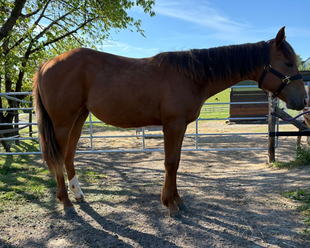 Pferd A Dream Of Mechanic (Quarter Horse, 2024)