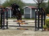 jumper Grady Gosheven (Hanoverian, 2015, from Gem of India)