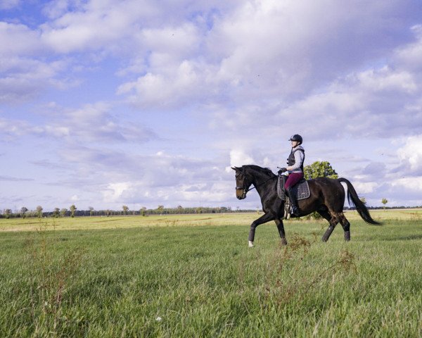 Pferd Cor de la comte (Deutsches Sportpferd, 2012, von Corazen)