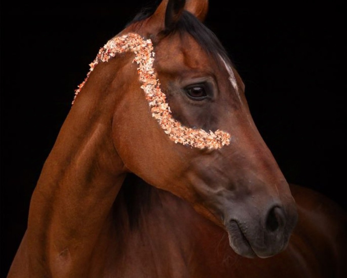 broodmare Scala Dei (Rhinelander, 2004, from Sunny-Boy)