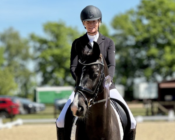 broodmare Kamira PP (KWPN (Royal Dutch Sporthorse), 2019, from Kremlin Md)