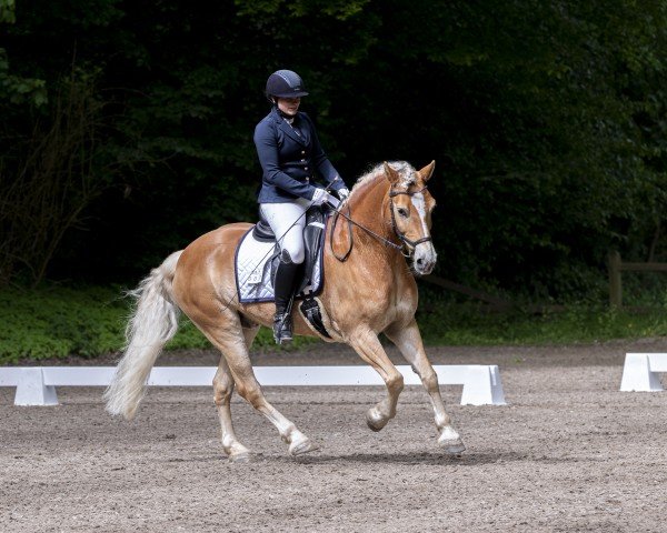 dressage horse Amelli N (Haflinger, 2011, from Abendstern)