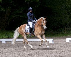 dressage horse Amelli N (Haflinger, 2011, from Abendstern)