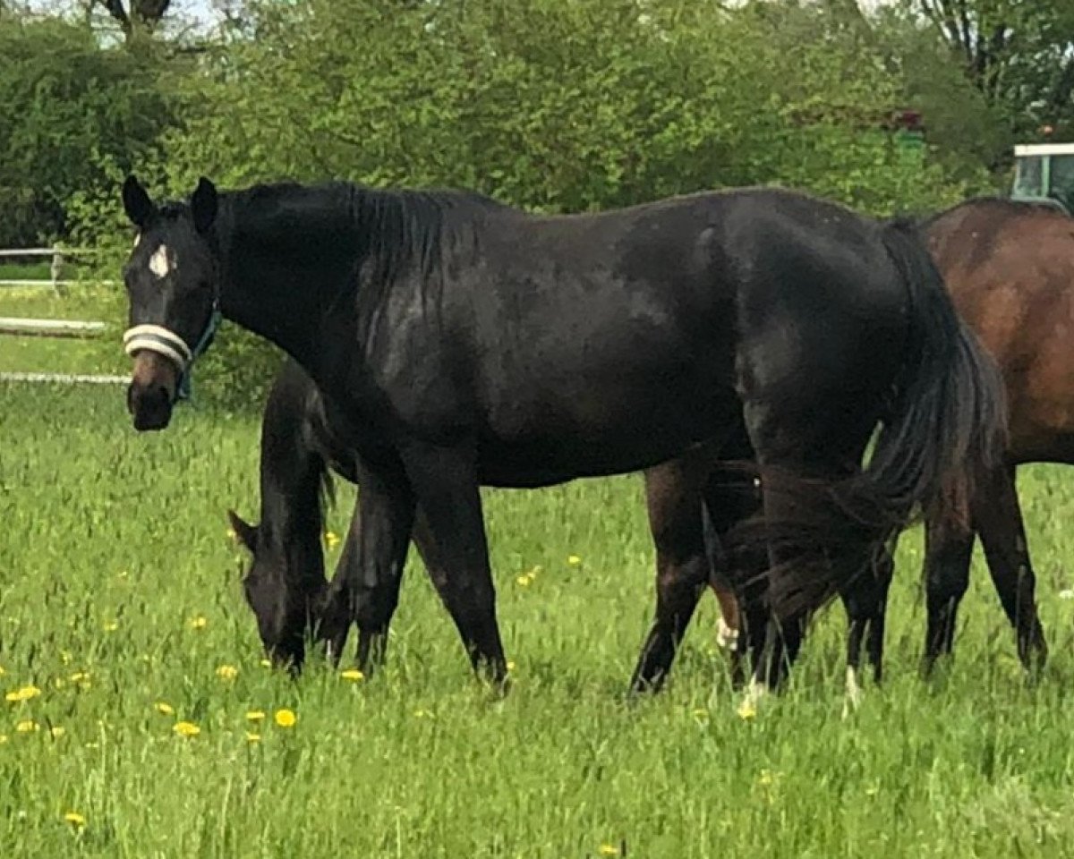 dressage horse Fürstenrose 3 (Hanoverian, 2019, from Fidertanz)