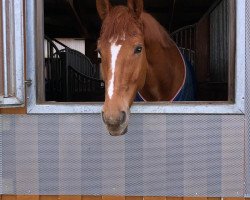 jumper Check Out 11 (German Sport Horse, 2015, from Check In 2)