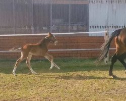 horse Pandorro (German Warmblood, 2021, from Perpignon)