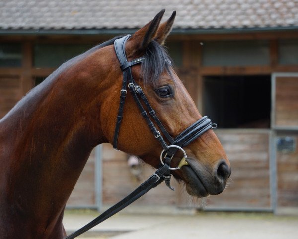 dressage horse Fiorella (Oldenburg, 2014, from For Romance I)